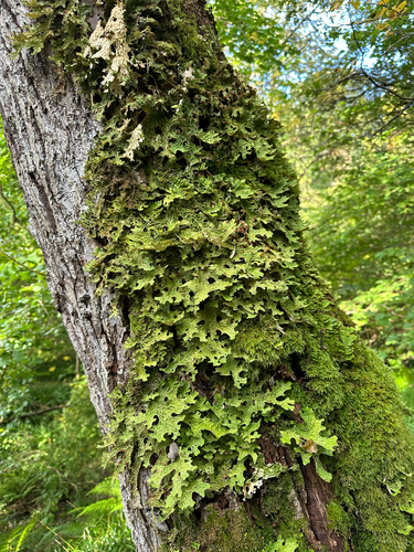 Tree Lungwort