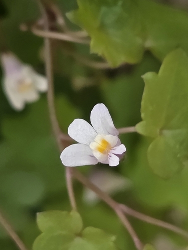Ivy-leaved toadflax