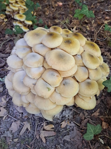 Honey Mushroom