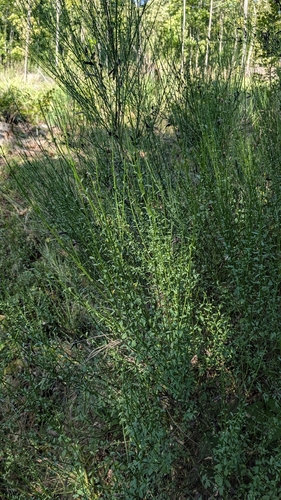 Scotch Broom