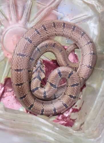 Russell's Kukri Snake