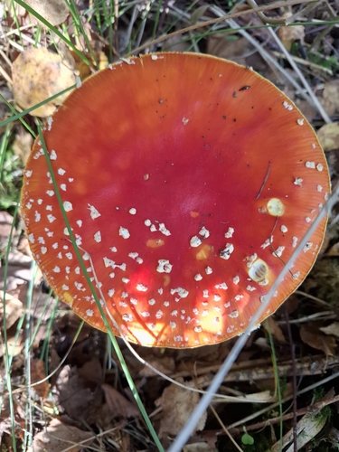 Fly Agaric