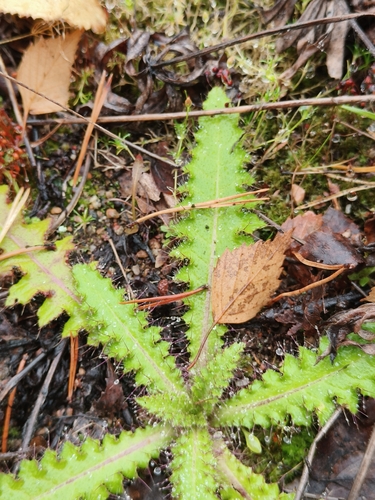 Marsh Thistle