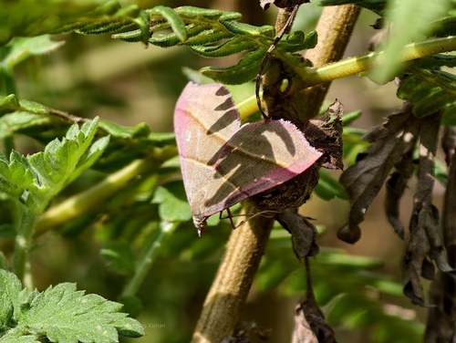 Docirava pudicata