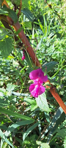 Himalayan balsam