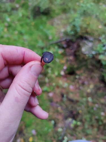 Earpick Fungus