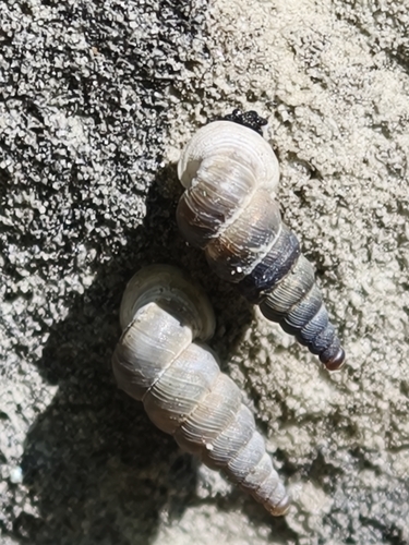 Small Cochlostoma