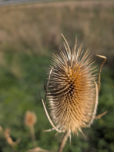 wild teasel