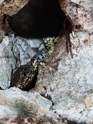 Common Wall Lizard