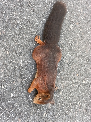 Eurasian Red Squirrel