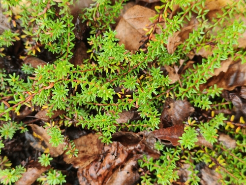 black crowberry
