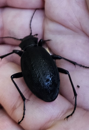 Leather Beetle