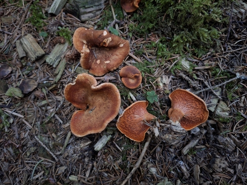 Foxy False Chanterelle