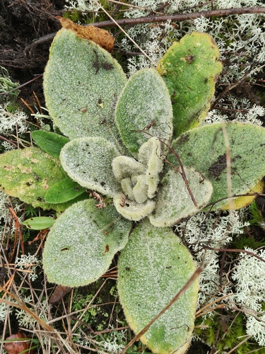 great mullein