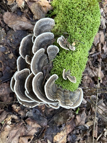 turkey-tail