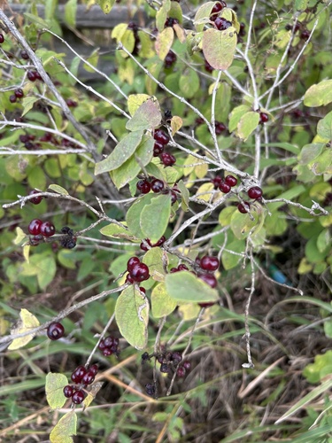 Fly Honeysuckle
