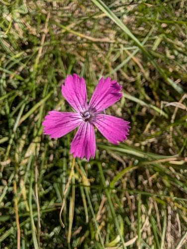 Carthusian Pink