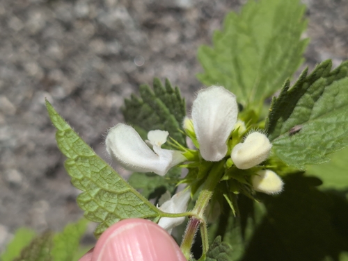 White deadnettle