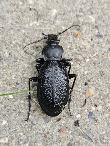 Leather Beetle