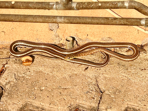 Stripe-bellied Sand Snake
