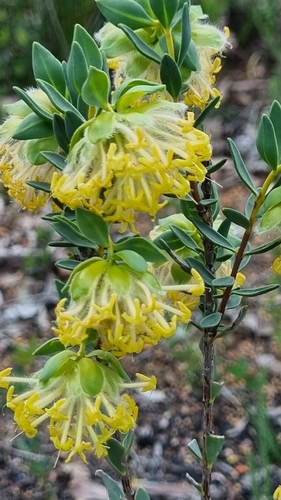 Scented Banjine