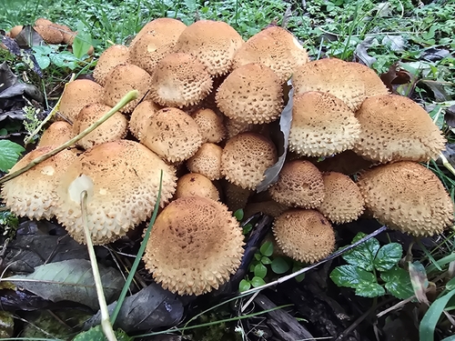 shaggy scalycap