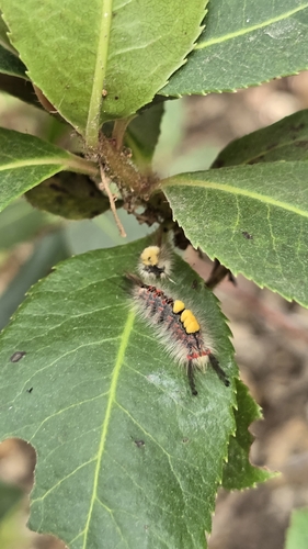 Rusty Tussock Moth