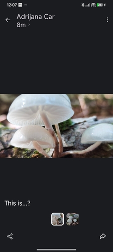 porcelain mushroom