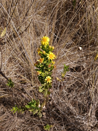 false yellowhead