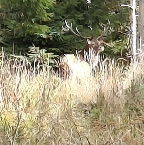 Red Deer