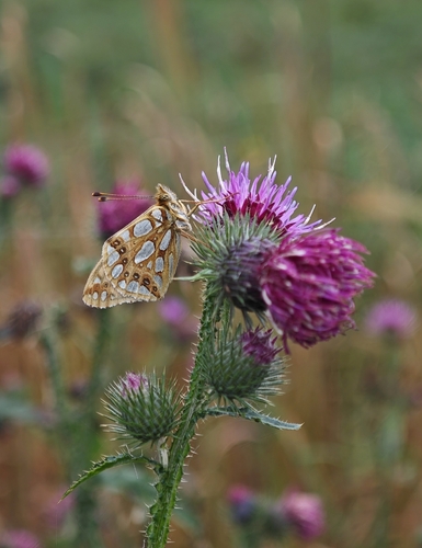 Queen of Spain Fritillary