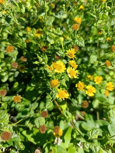 Common Fleabane