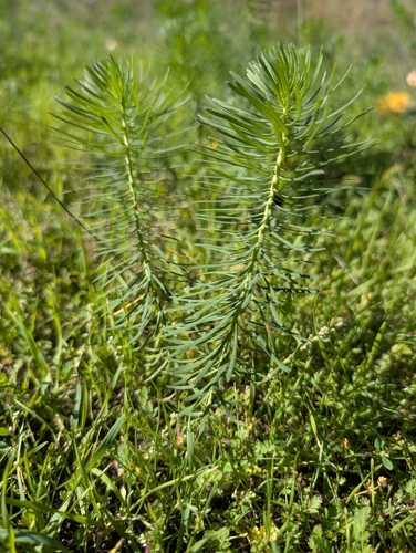 cypress spurge