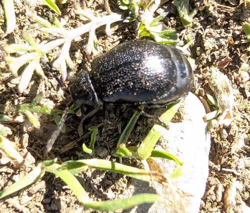 black-punctured leaf beetle