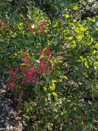 terebinth