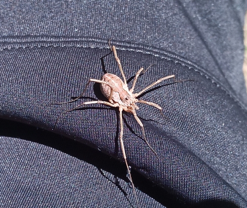 Saddleback Harvestman