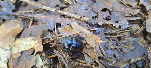 Woodland Dor Beetle