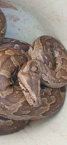 Southern African Python