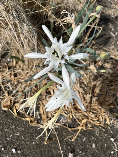 Sea Daffodil