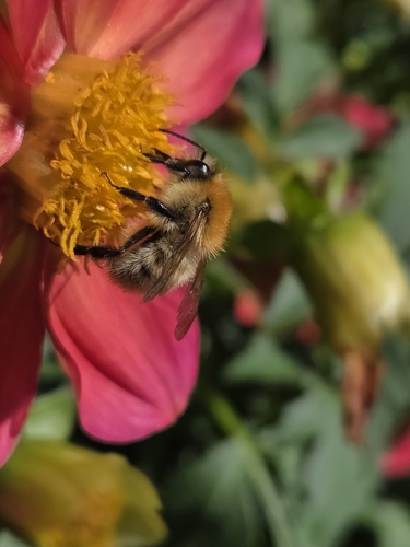 Common Carder Bumble Bee