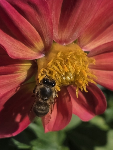 Western Honey Bee