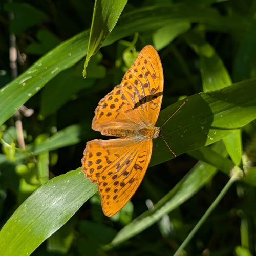 Silver-washed Fritillary