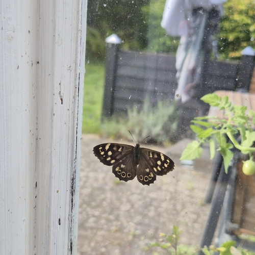 Speckled Wood