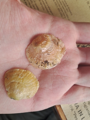 Anomia ephippium