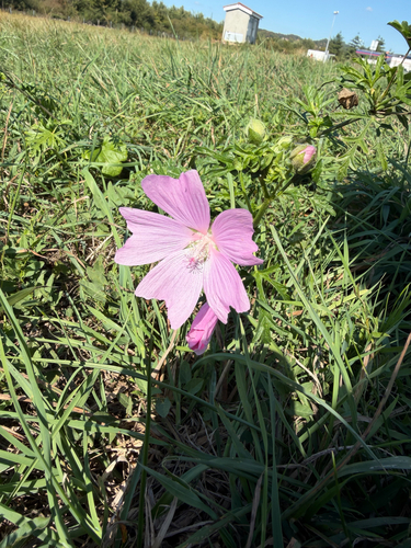 musk mallow