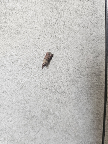 Indian-Meal Moth