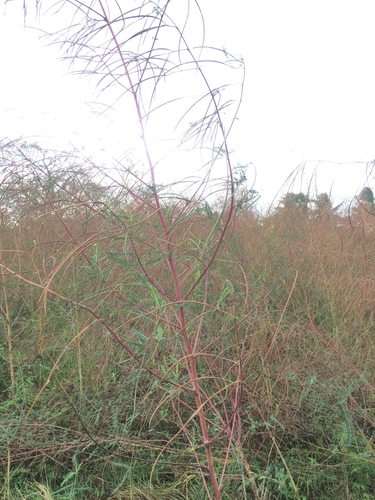 Sesbania bispinosa