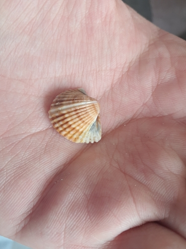Rough Cockle