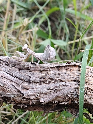 European Dwarf Mantis