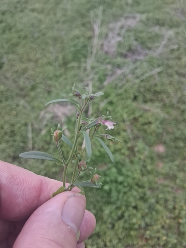 dwarf snapdragon